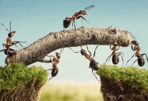 Ants trying to climb mountain via a tree